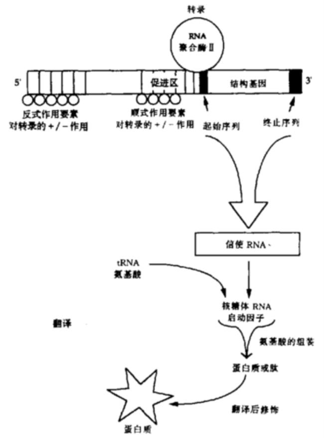 DNA转录过程是怎样的