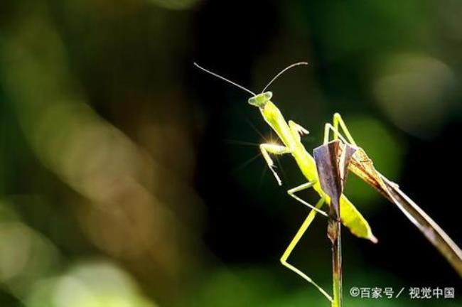 螳螂是怎么繁殖后代