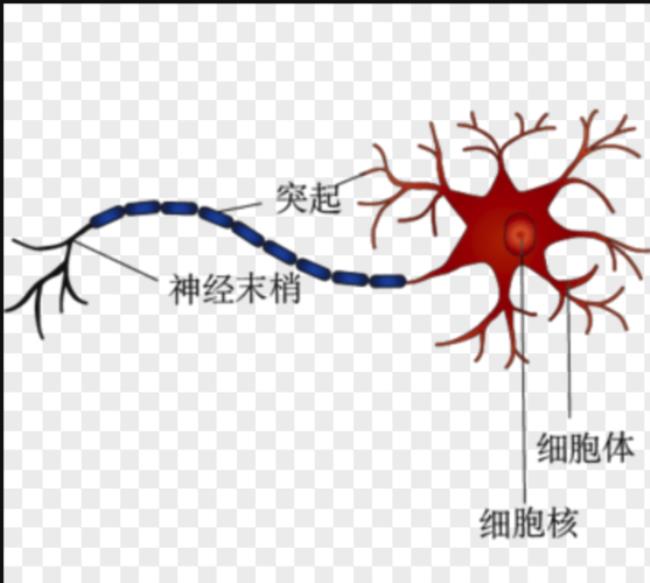 两个神经元有几个突触