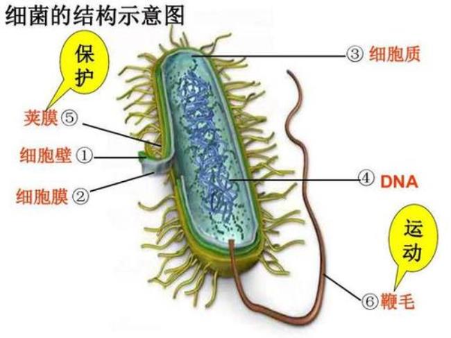 真核微生物细胞的结构