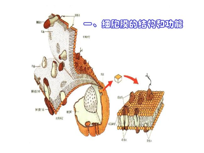 中心体属于细胞核基本结构吗