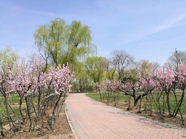 北京的春天属于游记嘛