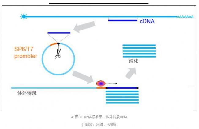 pcr荧光探针法是什么意思