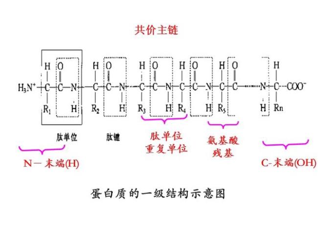 蛋白质右手螺旋结构怎么区别