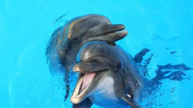 海豚和人亲吻为啥不伤人