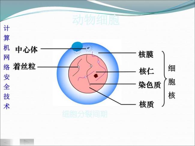 动物细胞是怎么分裂的