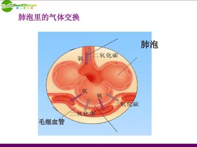 气体通过什么方式完成气体交换