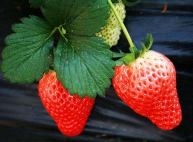 草莓的形状和特征怎么描述