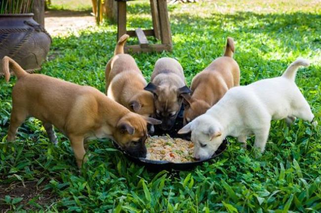 幼犬喂食时间