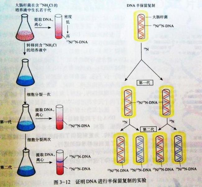 为什么DNA的碱基只有4种