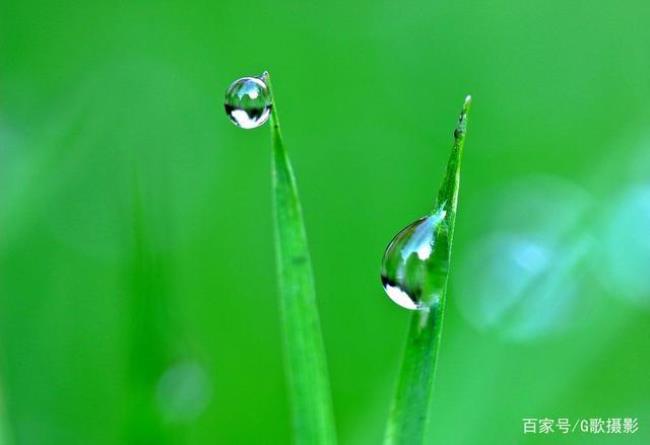 为什么每天早上都会有露水