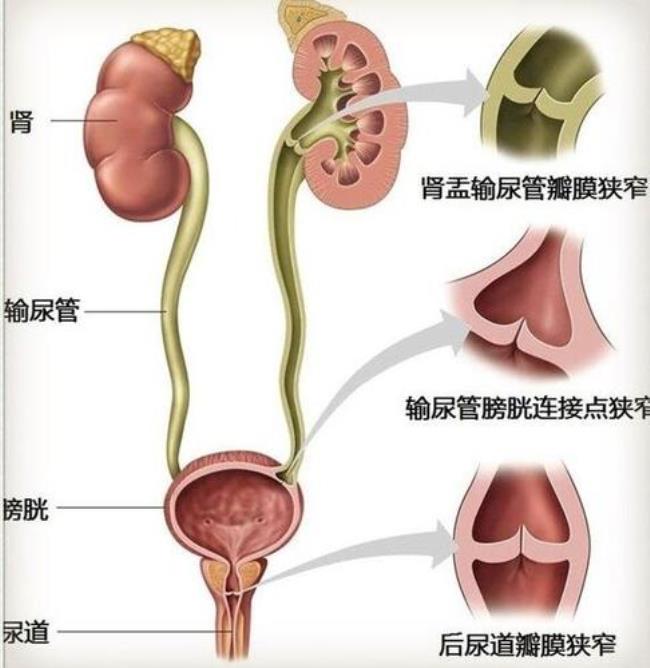 尿道的组成和功能有哪些