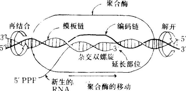 转录过程所需要的原料是什么