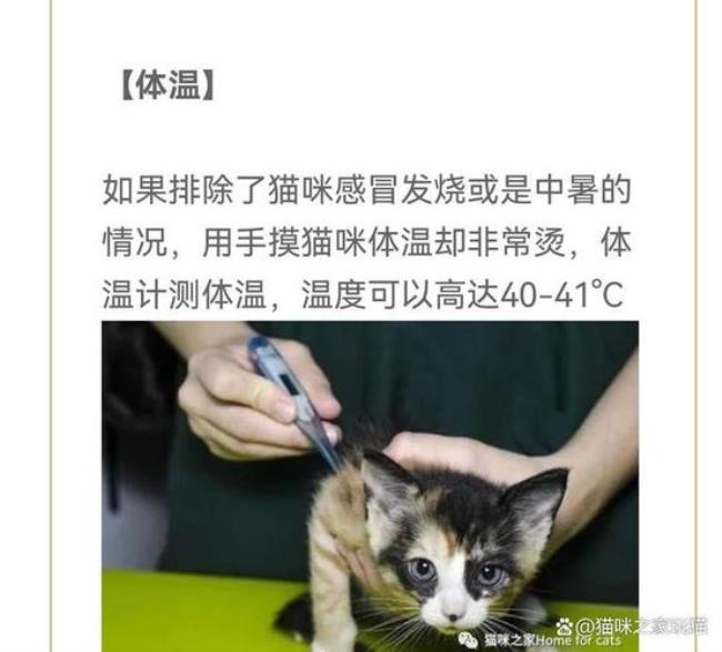 人用体温枪可以给猫用吗