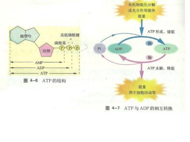 ATP和ADP进入细胞的运输方式