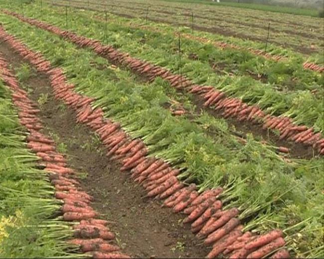 广西胡萝卜种植时间和方法