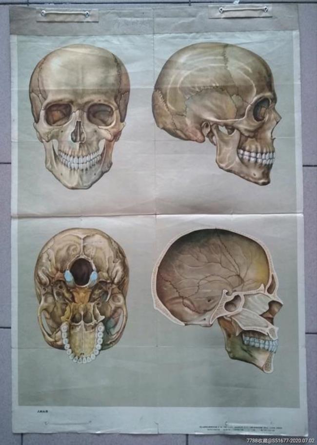 人的头骨结构图