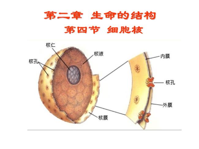 细胞核是由什么组成的