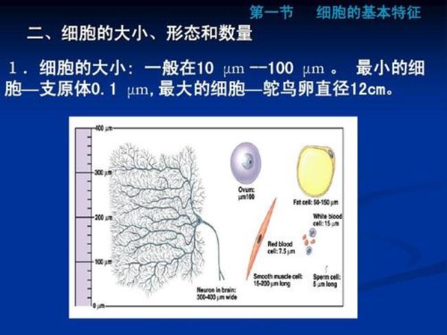 腔肠细胞的基本特征