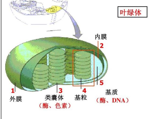 具有基质和基粒的细胞器是