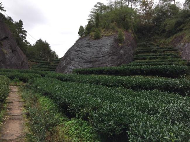 三坑两涧茶特点