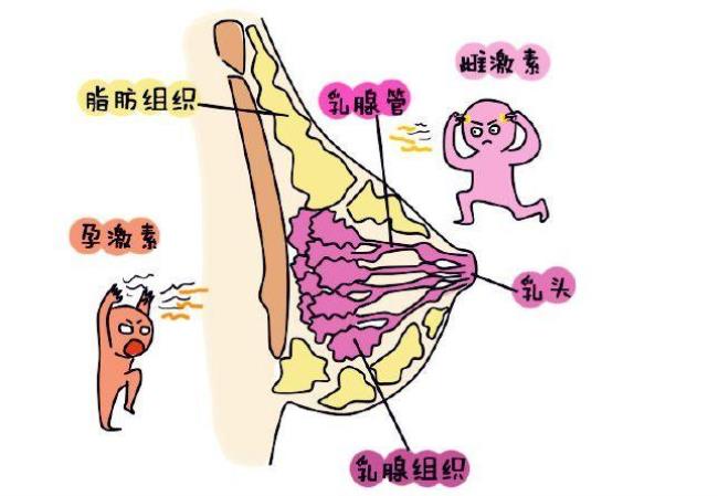 来月经乳房胀痛是什么原因