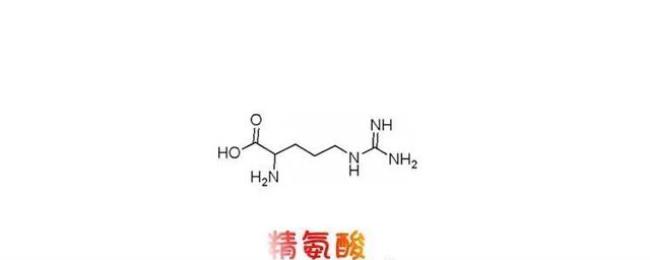 arg是什么氨基酸缩写