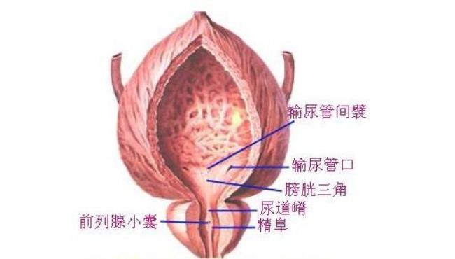 膀胱炎有什么特征