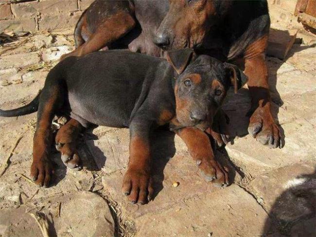 莱州红犬能训成警犬吗