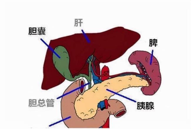 胰腺炎是什么原因引起的