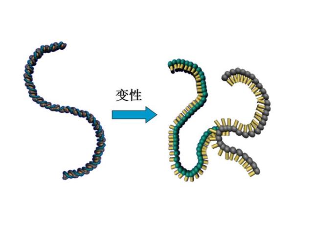 DNA变性说明DNA分子具有什么性