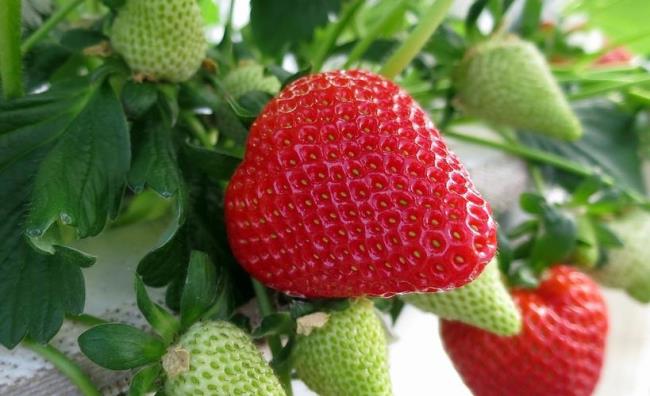 粉丝花草莓是什么品种