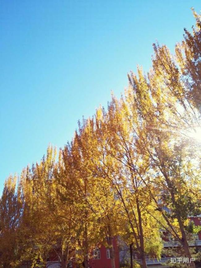 东北石油大学大学一处风景介绍