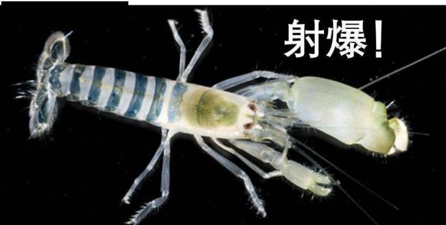 雀尾螳螂虾能和什么混养
