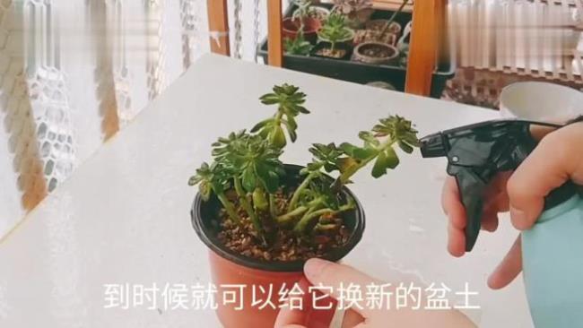 蒂亚新上盆什么时候浇水