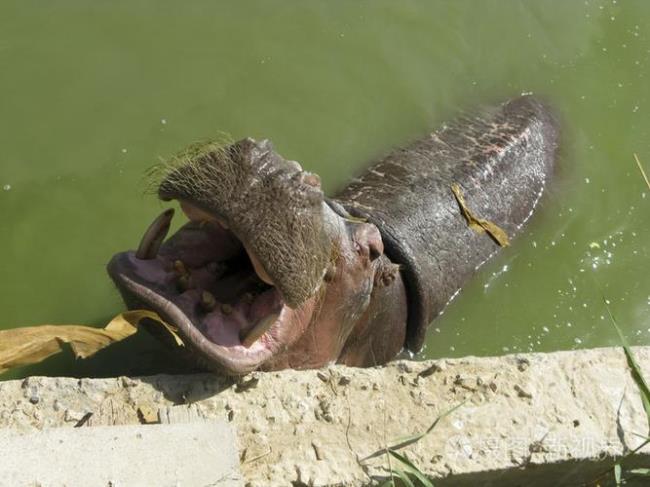 为什么河马没有牙齿可以吃东西