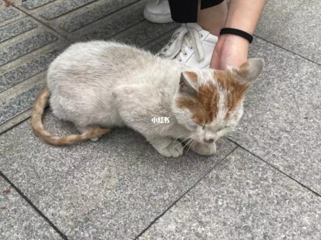 重庆主城有哪些流浪猫救助站