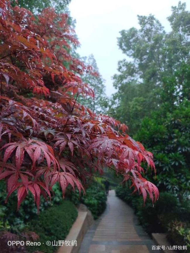 一个人为何要在雨中漫步