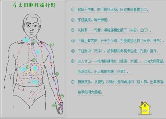 肺经的位置