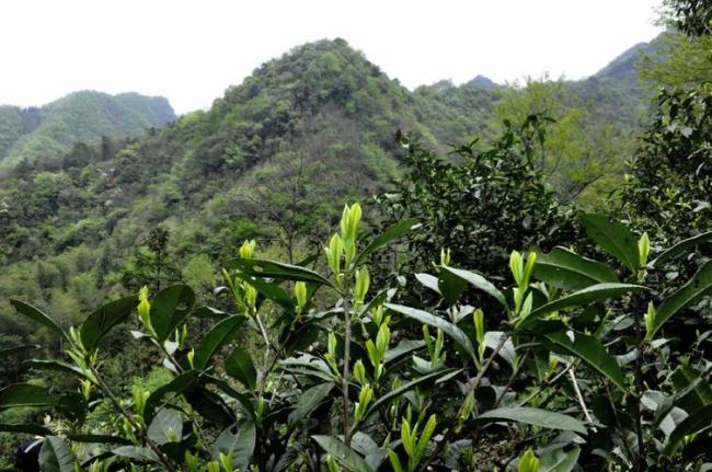 野茶叶应该怎样种植