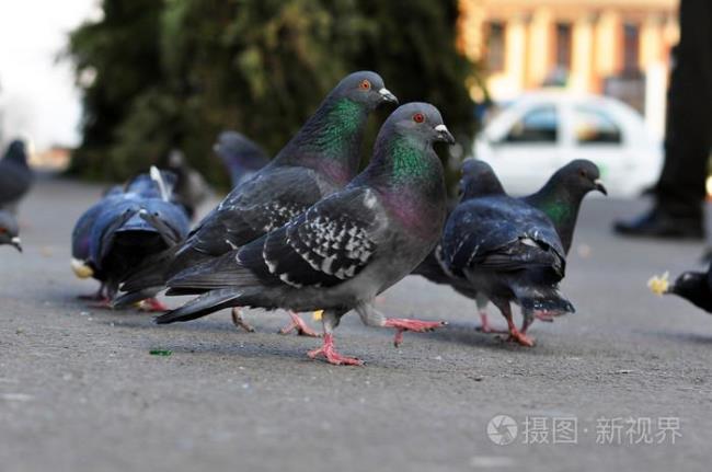 鸽子走路用什么方式保持平衡