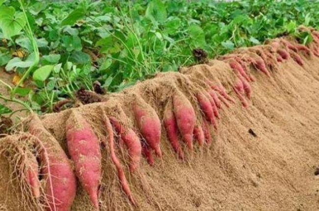 河南红薯种植时间和方法