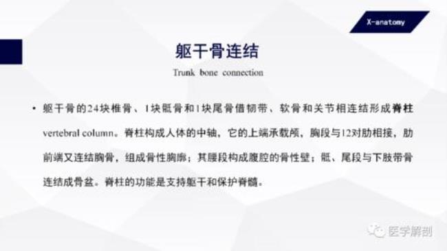 中轴骨与躯干骨有什么区别