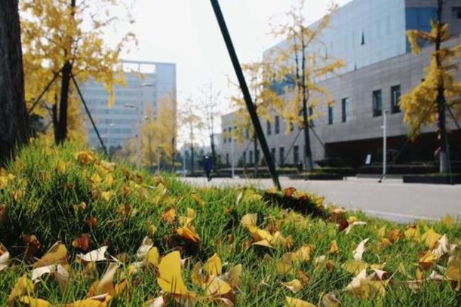 四川农业大学在什么地方