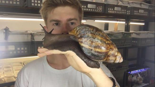 非洲大蜗牛可以喂乌龟吗