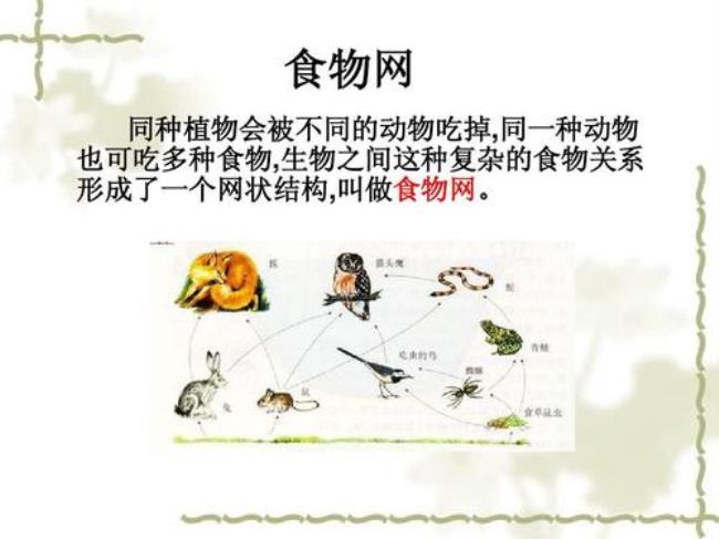 什么叫做生物链