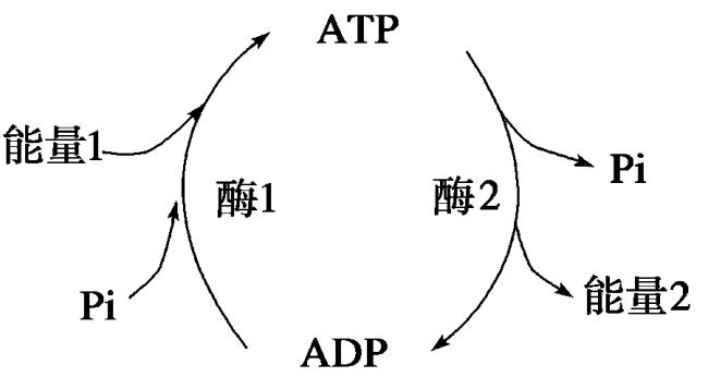 ATP酶的ATP合成酶