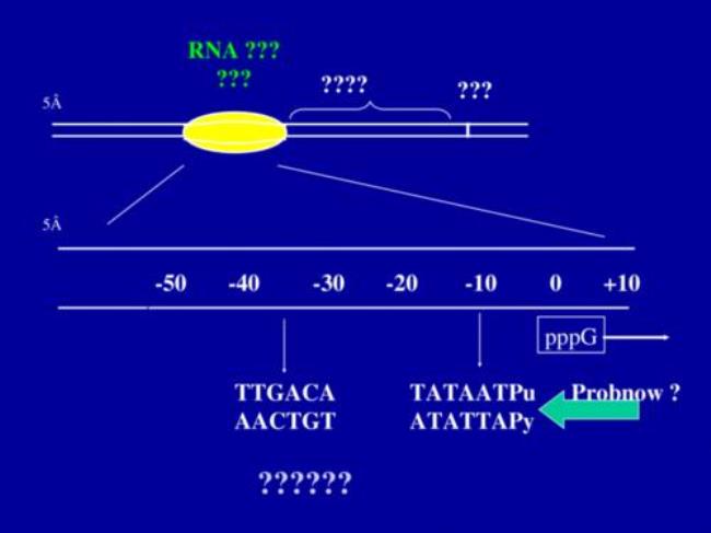 为什么转录的产物是三种RNA
