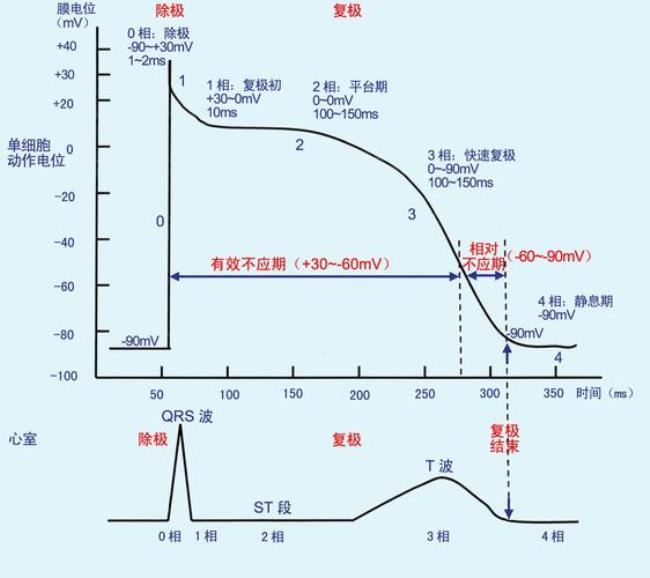 简述刺激反应和兴奋的概念