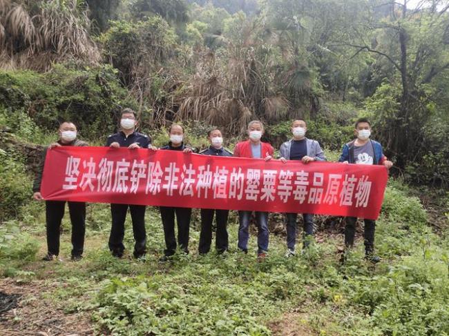 种植毒原植物是什么罪